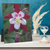 Columbine Fotoplatte (Seite)