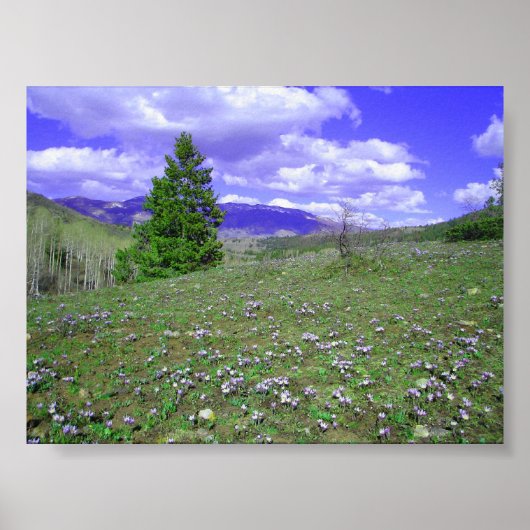 Columbine Hill Poster (Vorne)