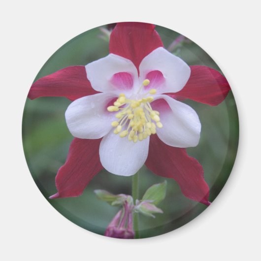 Columbine Magnet (Vorne)