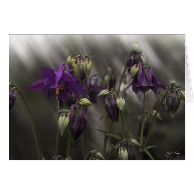 Columbine Mindscape (Vorderseite (Horizontal))