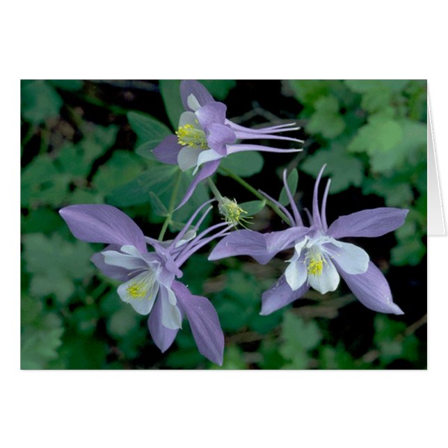 Columbine, Rocky Mountain National Park (Vorderseite (Horizontal))