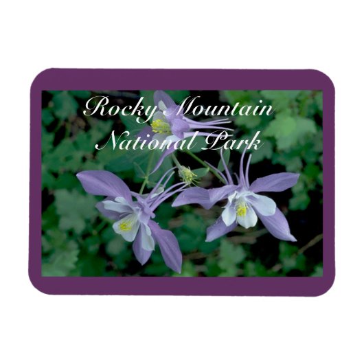 Columbine Rocky Mountain National Park Magnet (Horizontal)