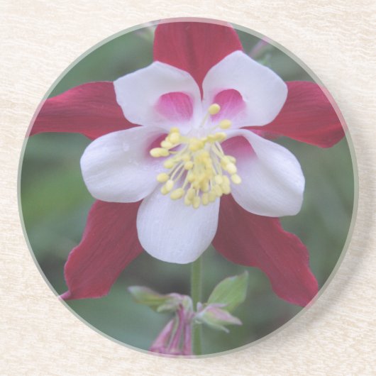 Columbine Sandstein Untersetzer (Vorne)