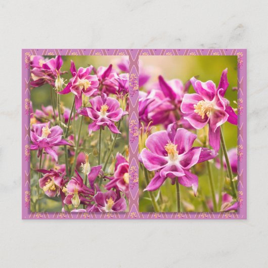 Columbines Diptych Postkarte (Vorderseite)