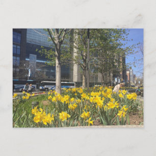 Columbus Circle Daffodis NYC Springtime Postkarte