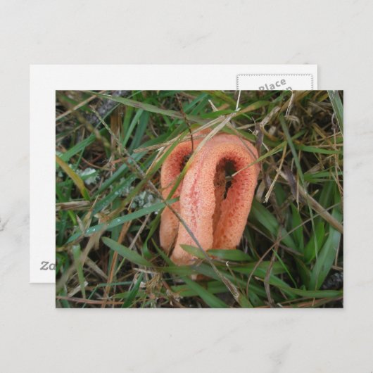 Columned Stinkhorn Mushroom OBX #1 Postkarte (Vorne/Hinten)