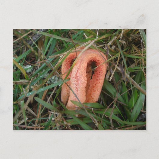 Columned Stinkhorn Mushroom OBX #1 Postkarte (Vorderseite)