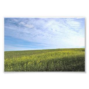 Colza Field - Foto