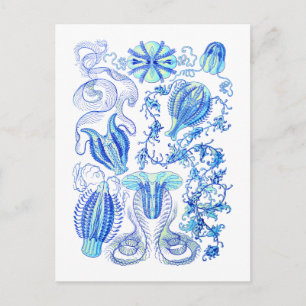 Comb-Gelees Postkarte