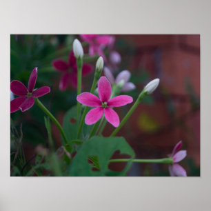 Combretum indicum poster