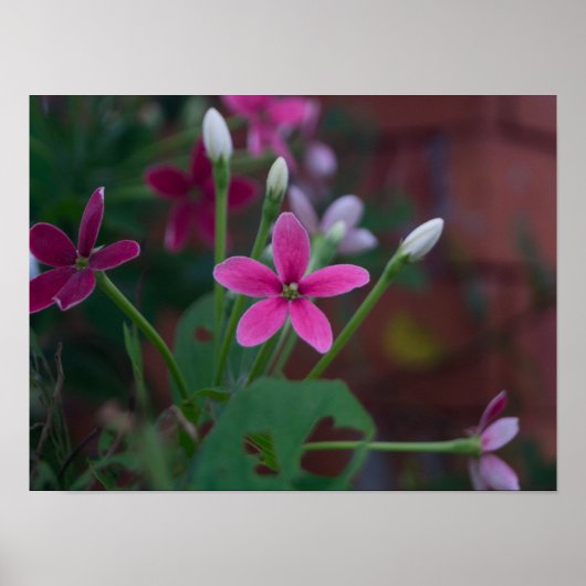 Combretum indicum poster (Vorne)