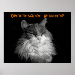 Come, We have catnip Poster