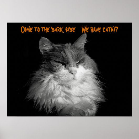 Come, We have catnip Poster (Vorne)