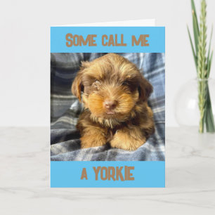 COMEDIC YORKSHIRE TERRIER SAGT "HAPPY BIRTHDAY" KARTE