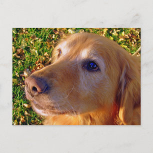 Comet, setz dich, bleibe Guten Jungen! Postkarte