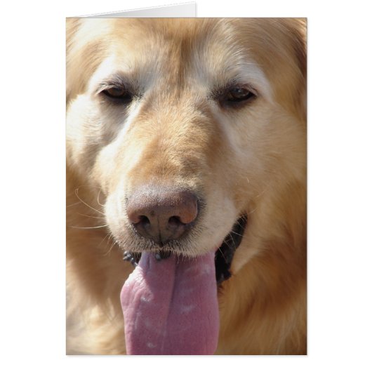 Comet the Golden (Vorne)