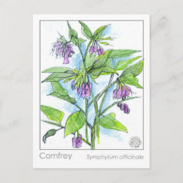 Comfrey Materia Medica Pflanze Card Postkarte