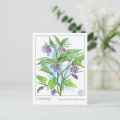 Comfrey Materia Medica Pflanze Card Postkarte (Stehend Vorderseite)
