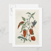 Comfrey, von 'A Curious Herbal', 1782 (Farbe eng Postkarte (Vorne/Hinten)