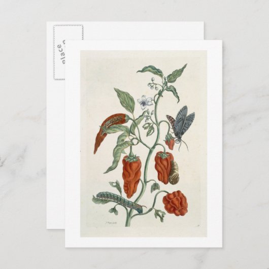 Comfrey, von 'A Curious Herbal', 1782 (Farbe eng Postkarte (Vorne/Hinten)