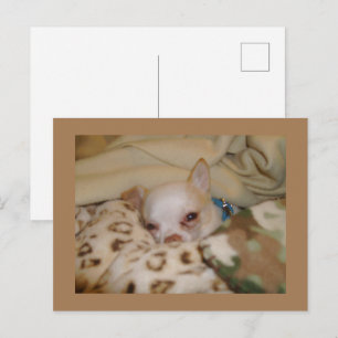 Comfy Chihuahua Postcard Postkarte