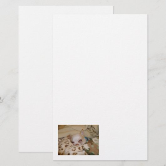 Comfy Chihuahua Stationery Briefpapier (Vorne/Hinten)