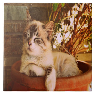 Comfy Sleepy Kitty Fliese