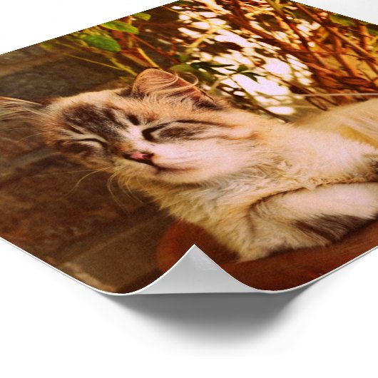 Comfy Sleepy Kitty Poster (Ecke)