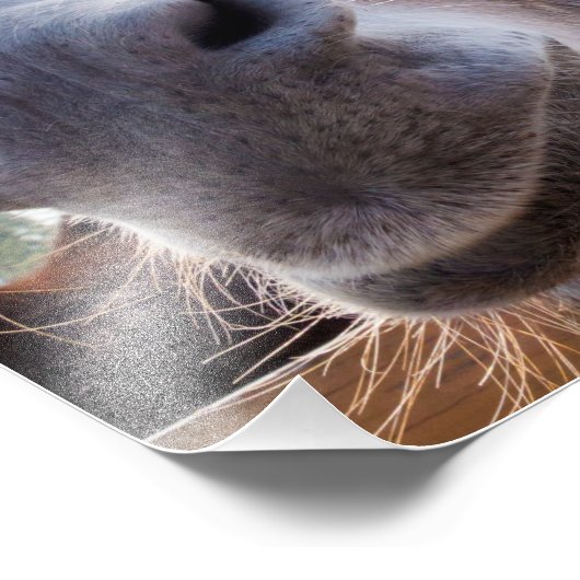 Comical Gray Smiling Donkey Fotodruck (Ecke)