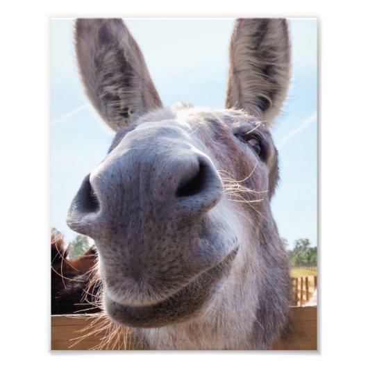 Comical Gray Smiling Donkey Fotodruck (Vorne)
