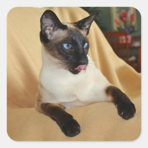 Comical Siegel Point Siam Katzenlecken Es ist Nase Quadratischer Aufkleber