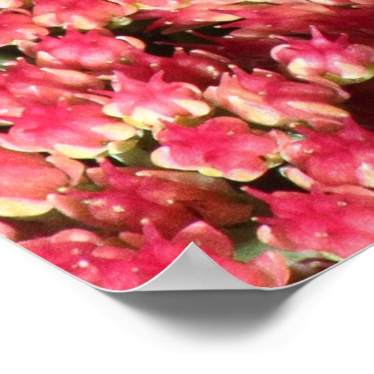 Comma Butterfly auf See Poster (Ecke)