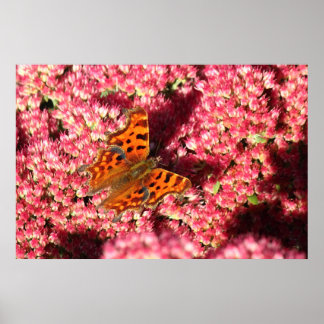 Comma Butterfly auf See Poster