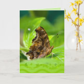 Comma Butterfly Karte (Gelbe Blume)