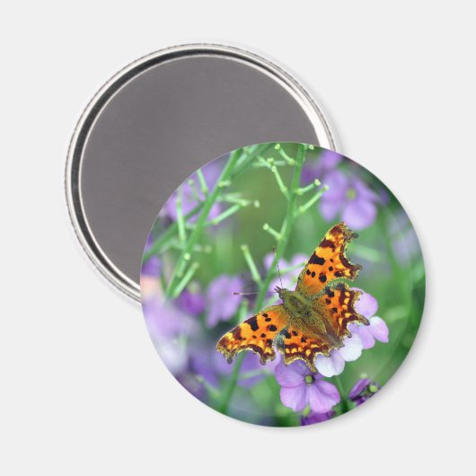 Comma Butterfly Magnet (Vorderseite/Rückseite)