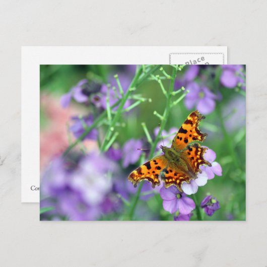 Comma Butterfly Postkarte (Vorne/Hinten)