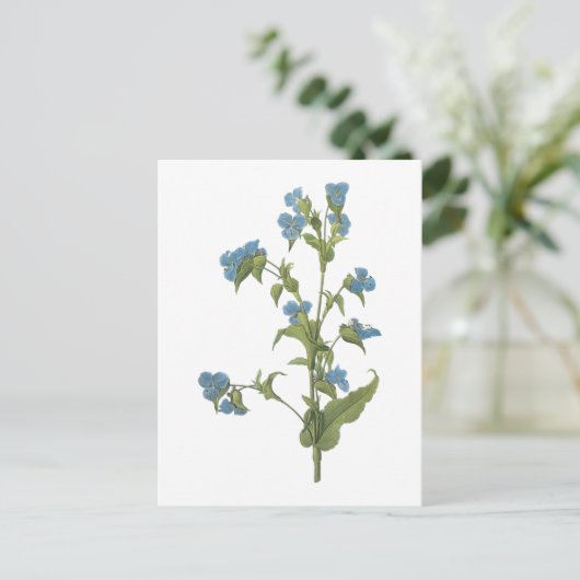 commelina (Commelina tuberosa) durch Redouté Postkarte (Stehend Vorderseite)