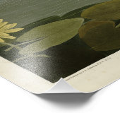 Common American Swan - Audubon's Birds of America Fotodruck (Ecke)