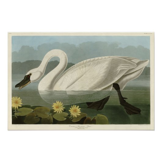 Common American Swan - Audubon's Birds of America Fotodruck (Vorne)