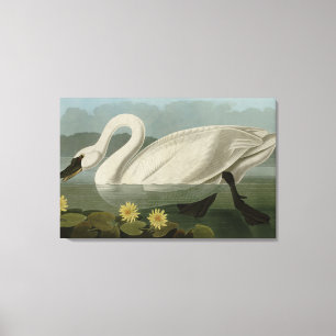Common American Swan - Audubon's Birds of America Leinwanddruck