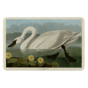 Common American Swan - Audubon's Birds of America Magnet