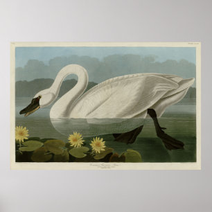 Common American Swan - Audubon's Birds of America Poster