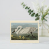 Common American Swan - Audubon's Birds of America Postkarte (Stehend Vorderseite)