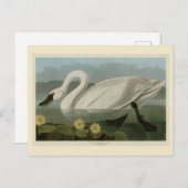 Common American Swan - Audubon's Birds of America Postkarte (Vorne/Hinten)