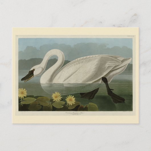 Common American Swan - Audubon's Birds of America Postkarte (Vorderseite)