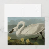Common American Swan - Audubon's Birds of America Postkarte (Vorne/Hinten)