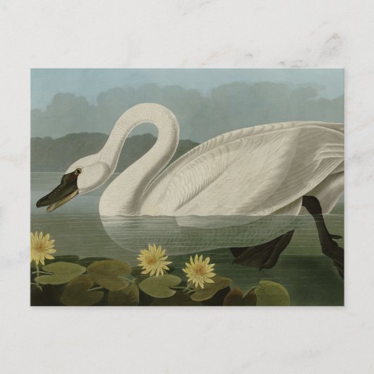 Common American Swan - Audubon's Birds of America Postkarte (Vorderseite)