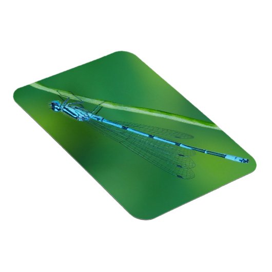 Common Blue Damselfly Magnet (Rechte Seite)