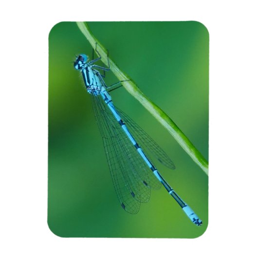 Common Blue Damselfly Magnet (Vertikal)