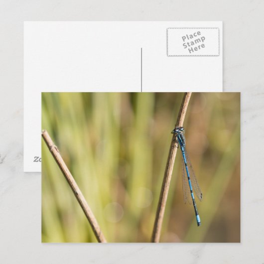 Common Blue Damselly Postkarte (Vorne/Hinten)